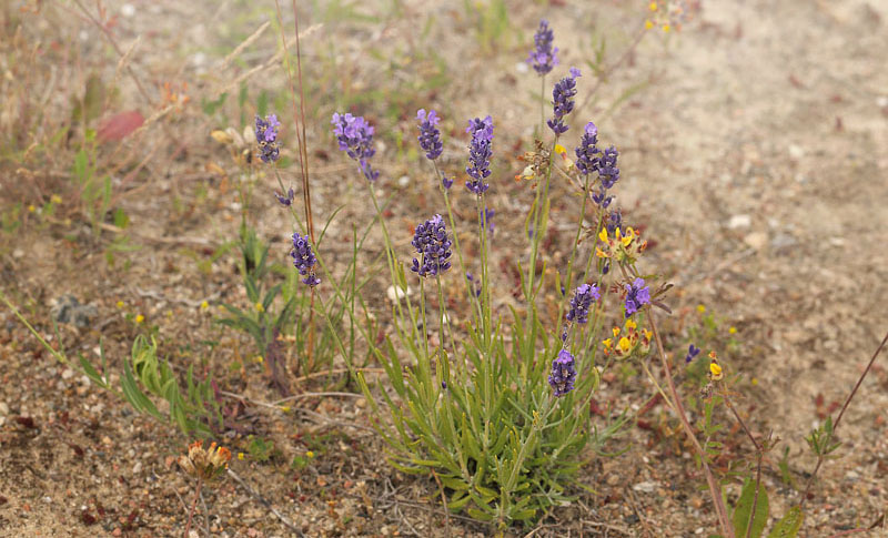 gte Lavendel, Lavandula angustifolia.  hus, Skne, Sverige d. 20 Juli 2016. Fotograf: Lars Andersen