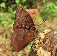 Charaxes protoclea. Atewa hills, Ghana d. 8 januar 2006. Fotograf: Henrik Bloch