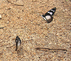 A. damoclides, Bobini forest, Ghana d. 18 januar 2006. Fotograf: Henrik Bloch