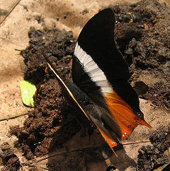 Palla publius. Bobiri, Ghana d. 22 januar 2006. Fotograf: Jan Flindt Christensen