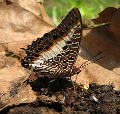 Charaxes brutus. Bobiri, Ghana d. 22 januar 2006. Fotograf: Jan Flindt Christensen