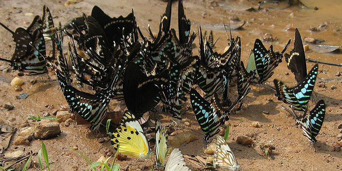 Bobiri, Ghana d. 22 januar 2006. Fotograf: Jan Flindt Christensen