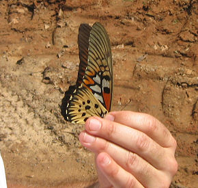 Papilio antimachus. Bobiri, Ghana d. 21 januar 2006. Fotograf: Jan Flindt Christensen