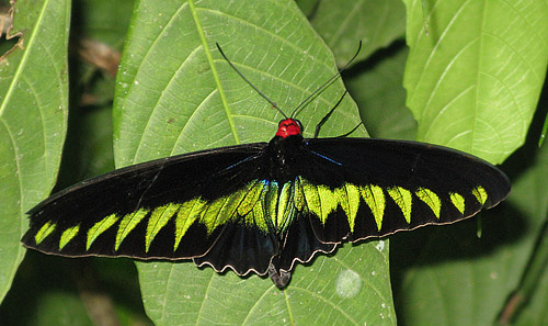 Raja Brooke's Birdswing, Troides (Trogonoptera) brookiana (Wallace, 1855) male.  Long Iman Longhouse, Mulu Nat. park., Sarawak, Borneo march, 2012.  Photographer; Hanne Christensen