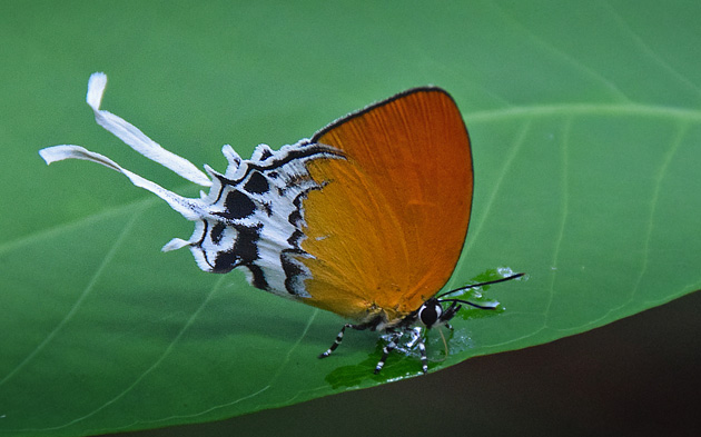 Grand Imperial, Neocheritra amrita (C. Felder & R. Felder, 1860). Borneo april 3, 2015. Photographer; Hanne Christensen