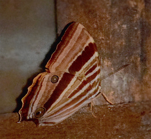 Pale-haired Palmking, Amathusia ochraceofusca ssp. gabriela (Fruhstorfer, 1905). Nanga Sumpa longhouse, Upper Batang Ai, Sarawak, Borneo d. 4 fapril 2015. Photographer; Hanne Christensen