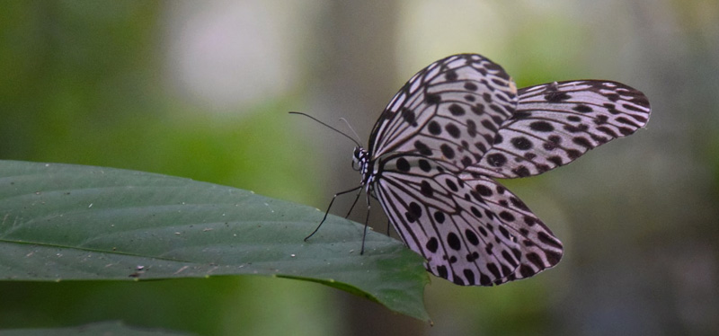 Common Tree Nymph, Idea stolli ssp. virgo. Sepilok Nature Resort, Sabah, Borneo october, 2015. Photographer; Hanne Christensen