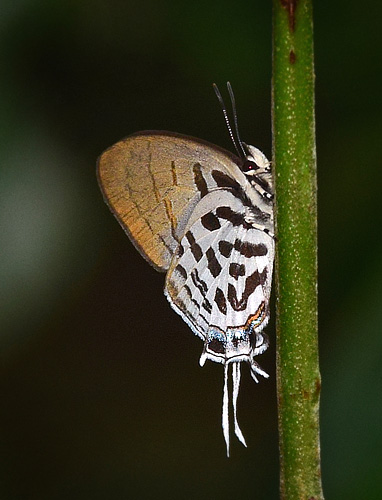 Common Posy, Drupadia ravindra ssp. surindra (Druce, 1895). Sepilok, Sabah, Borneo october 10, 2016. Photographer; Hanne Christensen