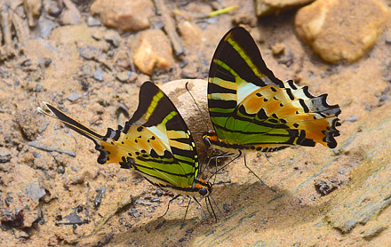 Fivebar Swordtail, Graphium antiphates ssp. itamputi (Butler, 1885). Rumah Jambu, Nanga Sumpa, Borneo october 5, 2016. Photographer; Hanne Christensen