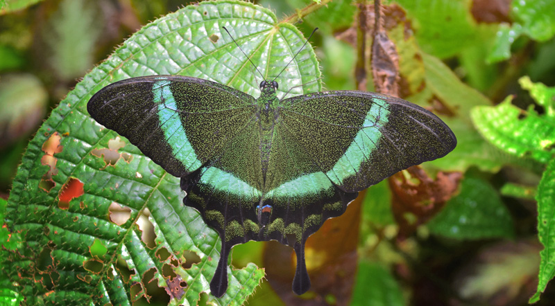 Emerald Peacock or Green-banded Peacock, Papilio palinurus (Fabricius, 1787). Poring Hot Springs, Sabah, Borneo october 9, 2016. Photographer; Hanne Christensen