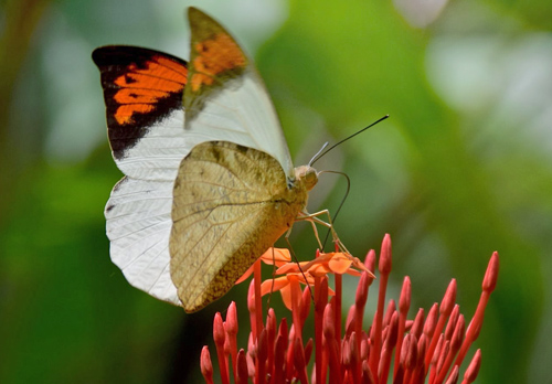 Great Orange-tip, Hebomoia glaucippe ssp. borneensis (Wallace, 1863). Poring Hot Springs, Sabah, Borneo october 9, 2016. Photographer; Hanne Christensen