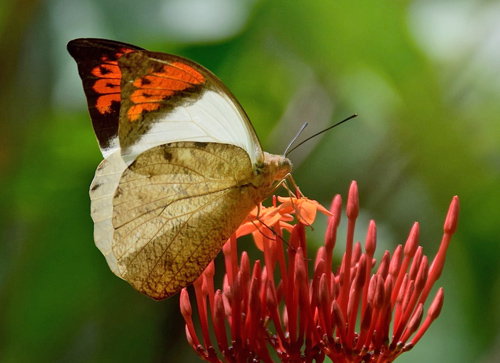 Great Orange-tip, Hebomoia glaucippe ssp. borneensis (Wallace, 1863). Poring Hot Springs, Sabah, Borneo october 9, 2016. Photographer; Hanne Christensen