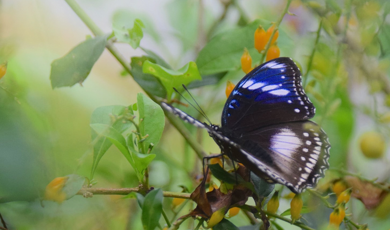 Great Eggfly, Hypolimmas bolina (Linnaeus, 1758) female. Sepilok Raainforest, Sabah, Borneo september, 2017. Photographer; Hanne Christensen