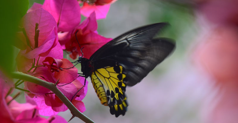 Common Birdwing, Troides helena ssp. mosychlus (Fruhstorfer, 1913) female. Kinabatangan river, around Sukau and Abai, Sabah, d. 29 april 2019. Photographer; Hanne Christensen