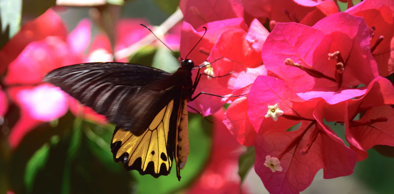 Common Birdwing, Troides helena ssp. mosychlus (Fruhstorfer, 1913) male. Kinabatangan river, around Sukau and Abai, Sabah, d. 29 april 2019. Photographer; Hanne Christensen