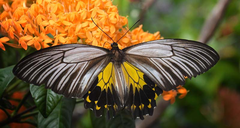 Malayan Birdwing, Troides amphrysus ssp. flavicolis (Druce, 1873) femalevisiting flowers. Abai Lodge, Lower Kinabatangan river, Sabah, Borneo october 2022. Photographer; Hanne Christensen