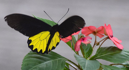 Borneo Birdwing, Troides andromache (Staudinger, 1892) male.. Mount Kinabalu, Borneo october 10, 2016. Photographer; Hanne Christensen