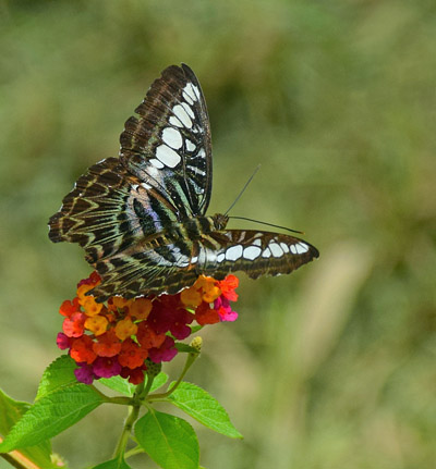 Clipper, Parthenos sylvia borneensis (Staudinger, 1889) male. Kinabangan Riwer, Borneo october 11, 2016. Photographer; Hanne Christensen