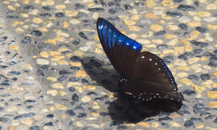 Malayan Anomalous Eggfly, Hypolimnas anomala (Wallace, 1869) male. Poring Hotsprings, Sabah, Borneo october 9, 2016. Photographer; Hanne Christensen