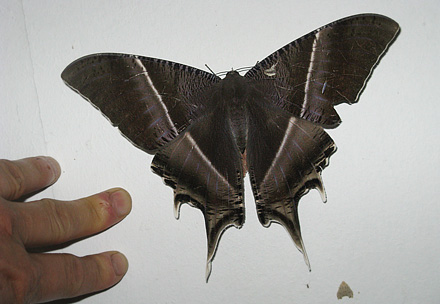 Tropical Swallowtail Moth, Lyssa zampa (Butler, 1869). Family Uraniidae. Kinabatangan, Sabah, Borneo d. 11 march 2008. Photographer; Hanne Christensen