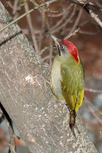 Levaillant's Woodpecker, Picus vaillantii, Rhodopechys alienus. Ourika Valley, Atlas, Morocco d. 22 february 2017. Photographer; Erling Krabbe