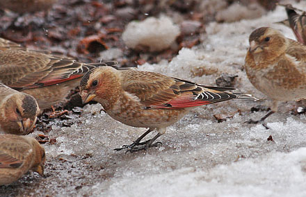 African crimson-winged Finch, Rhodopechys alienus. Ourika Valley, Atlas, Morocco d. 22 february 2017. Photographer; Erling Krabbe