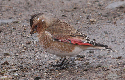 African crimson-winged Finch, Rhodopechys alienus. Ourika Valley, Atlas, Morocco d. 22 february 2017. Photographer; Erling Krabbe