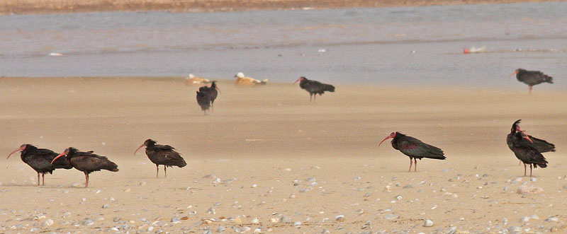 Northern Bald Ibis, Geronticus eremita. Qued Tamri, Morocco d. 24 february 2017. Photographer; Erling Krabbe