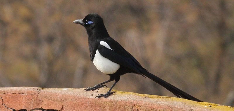 Maghreb Magpie, Pica pica mauritanica. Qued Souss, Agadir, Morocco d. 25 february 2017. Photographer; Erling Krabbe