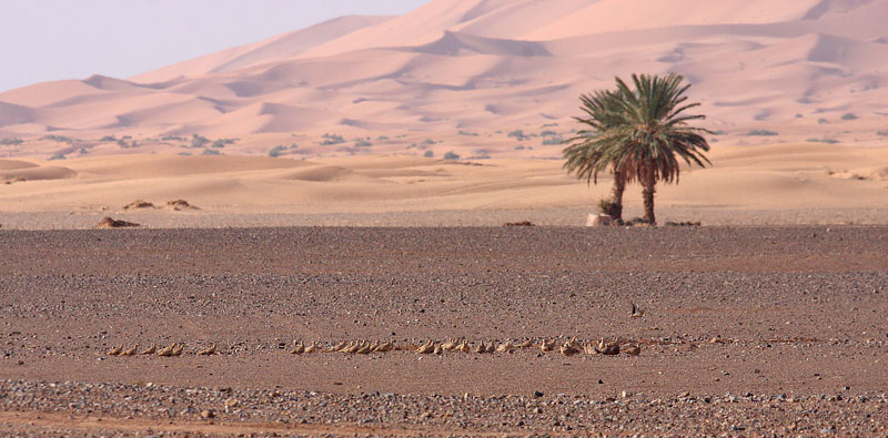 Morocco d. 2 march 2017. Photographer; Erling Krabbe