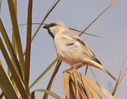 Desert Sparrow, Passer simplex saharae. Erg Chebbi, Morocco d. 2 march 2017. Photographer; Erling Krabbe