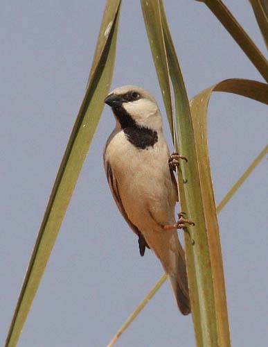 Desert Sparrow, Passer simplex saharae. Erg Chebbi, Morocco d. 2 march 2017. Photographer; Erling Krabbe