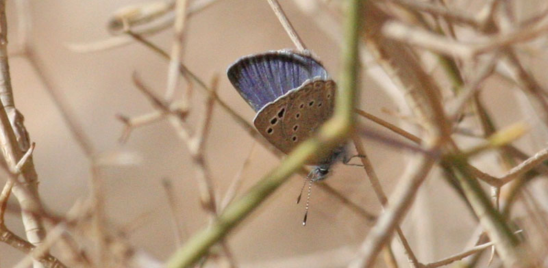 Black Eyed Blue, Glaucopsyche melanops.  Gorges du Dads, Morocco d. 27 february 2017. Photographer; Erling Krabbe