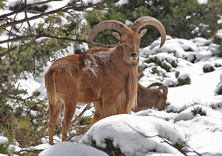 Barbary Sheep, Ammotragus lervia. Tizi 'n-Test Pass, Atlas Mountains, Morocco d. 23 february 2017. Photographer; Erling Krabbe