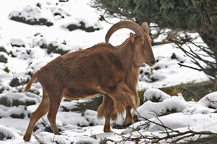 Barbary Sheep, Ammotragus lervia. Tizi 'n-Test Pass, Atlas Mountains, Morocco d. 23 february 2017. Photographer; Erling Krabbe