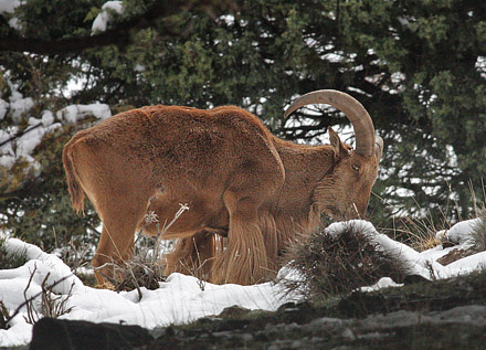 Barbary Sheep, Ammotragus lervia. Tizi 'n-Test Pass, Atlas Mountains, Morocco d. 23 february 2017. Photographer; Erling Krabbe