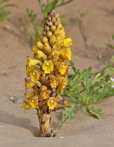 Yellow Broomrape, Cistance phelypaea. Qued Tamri, , Morocco d. 24 february 2017. Photographer; Erling Krabbe