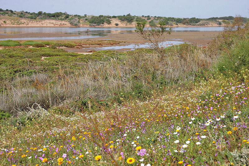 Small riverstream, Western coast, Morocco d. 25 february 2017. Photographer; Erling Krabbe