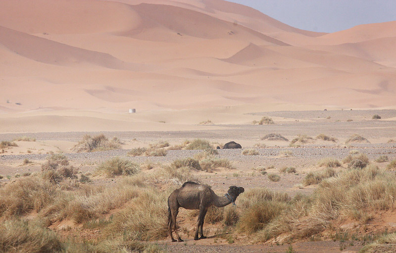 Morocco d. 2 march 2017. Photographer; Erling Krabbe