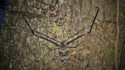 Harlequin beetle , Acrocinus longimanus (Cerambycidae). Caranavi, Yungas, Bolivia February 4, 2017. Photographer; Peter Møllmann