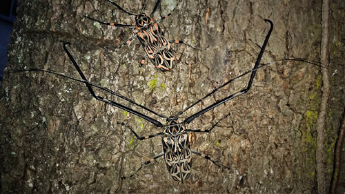 Harlequin beetle , Acrocinus longimanus (Cerambycidae). Caranavi, Yungas, Bolivia February 4, 2017. Photographer; Peter Mllmann