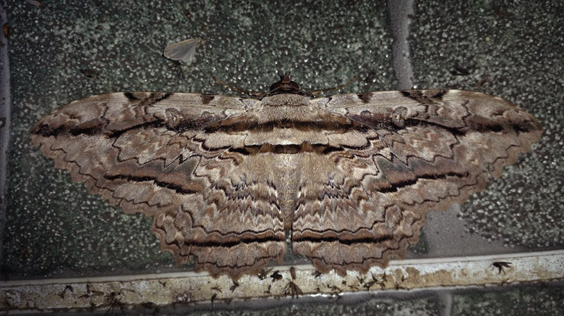 Owl Moth, Thysania zenobia (Cramer, 1776). Caranavi, Yungas, Bolivia January 30, 2017. Photographer; Peter Møllmann