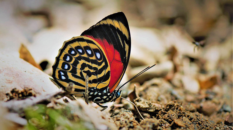 Agrias amydon ferdinandi (Fruhstorfer, 1895). Caranavi, Yungas, Bolivia January 16, 2017. Photographer; Nikolaj Kleissl