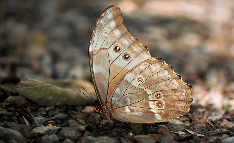 Giant Light-blue Morpho, Morpho godartii ssp. lachaumei (Blandin, 2007). Caranavi, Yungas, Bolivia january 16, 2017. Photographer; Nikolaj Kleissl