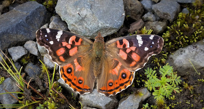 Brazilian Painted Lady, Vanessa braziliensis (Moore, 1883).  Dead Road 2900 m. Yungas, Bolivia d. 24 Januar 2017. Fotograf; Peter Mllmann 