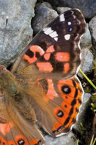 Andean Painted Lady, Vanessa altissima (Rosenberg & Talbot, 1914).  Dead Road 2900 m. Yungas, Bolivia d. 24 Januar 2017. Fotograf; Peter Mllmann 