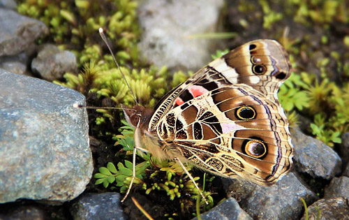 Brazilian Painted Lady, Vanessa braziliensis (Moore, 1883). Dead Road 2900 m. Yungas, Bolivia d. 24 Januar 2017. Fotograf; Peter Møllmann