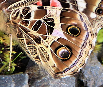 Andean Painted Lady, Vanessa altissima (Rosenberg & Talbot, 1914).  Dead Road 2900 m. Yungas, Bolivia d. 24 Januar 2017. Fotograf; Peter Mllmann 