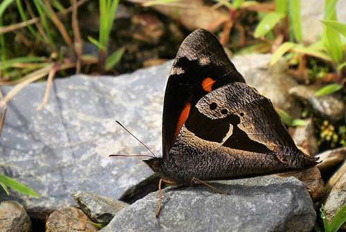 Cistene Satyr, Corades cistene (Hewitson, 1863).  Dead Road 2900 m. Yungas, Bolivia d. 24 Januar 2017. Fotograf; Peter Mllmann 