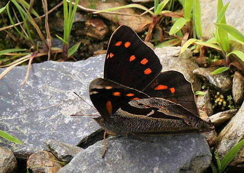 Cistene Satyr, Corades cistene (Hewitson, 1863).  Dead Road 2900 m. Yungas, Bolivia d. 24 Januar 2017. Fotograf; Peter Mllmann 